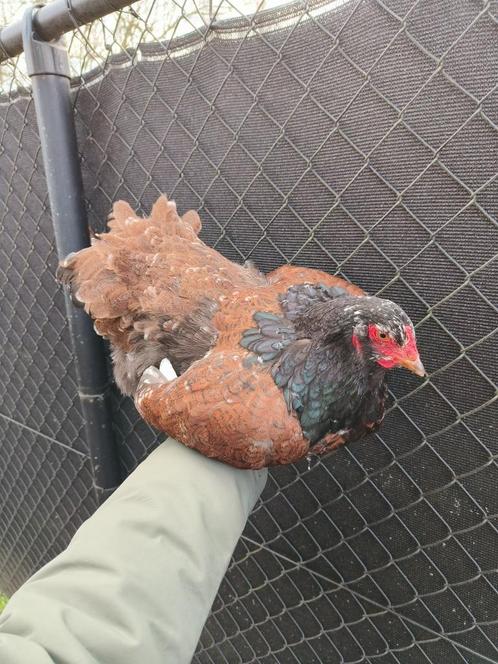 Volwassen brahma hennen, Dieren en Toebehoren, Pluimvee, Kip, Vrouwelijk