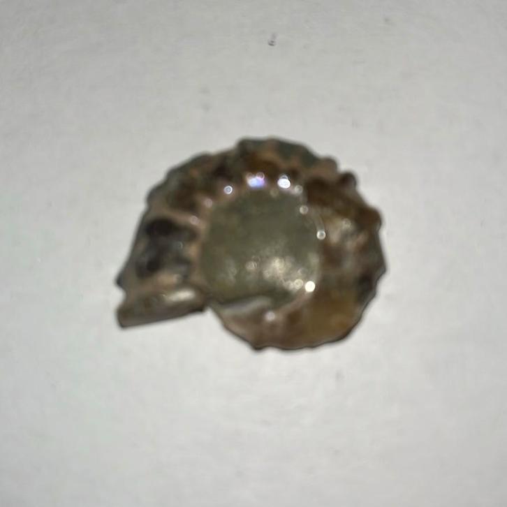 Kleine Ammoniet -  5gram - 28mm x 22mm x 6mm, Verzamelen, Mineralen en Fossielen, Fossiel, Ophalen of Verzenden