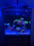 Red sea max nano, Dieren en Toebehoren, Ophalen, Zo goed als nieuw