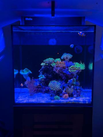 Red sea max nano beschikbaar voor biedingen
