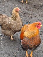 Wyandotte kriel, 1-1, dubbelgezoomd goudpatrijs, Dieren en Toebehoren, Pluimvee, Meerdere dieren, Kip