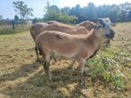 Kameroen Lam Ram, Dieren en Toebehoren, Schapen, Geiten en Varkens