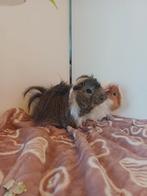 Langharige cavia beer, Dieren en Toebehoren, Knaagdieren, Cavia, Mannelijk, November, Tam