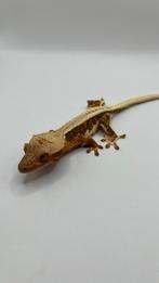 Gecko a crete Wimpergecko crested gecko lilly white, Dieren en Toebehoren, Reptielen en Amfibieën