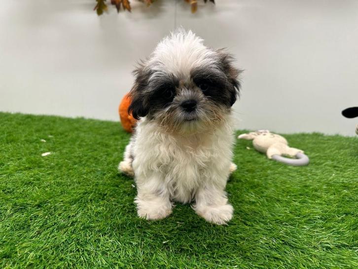 Shih Tzu pup, Dieren en Toebehoren, Honden | Chihuahua's en Gezelschapshonden, Reu, Overige rassen, Fokker | Professioneel, Eén hond