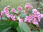 plante : bergenia rose (vivace) : jeune plante, Printemps, Couvre-sol, Enlèvement, Plante fixe