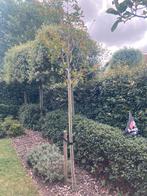 Glansmispel photinia red robin sierbomen, Tuin en Terras, Ophalen, 250 tot 400 cm