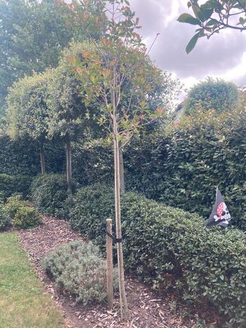 Glansmispel photinia red robin sierbomen beschikbaar voor biedingen
