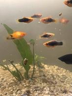 Platys, Dieren en Toebehoren, Vissen | Aquariumvissen, Zoetwatervis