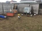 vorwerk, lakenvelder en Zilverbrakel hanen, Dieren en Toebehoren, Mannelijk, Kip
