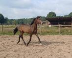 Knappe elegante lichtvoetige jaarling merrie, Dieren en Toebehoren, Paarden, Merrie, Gechipt, Dressuurpaard, 0 tot 2 jaar