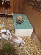 Baby konijnen, Dieren en Toebehoren