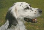 HOND    9, Verzamelen, Postkaarten | Dieren, Verzenden, Ongelopen, Hond of Kat