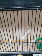 Bonte barmsijsen  in bruin en agaat, Dieren en Toebehoren, Vogels | Overige Vogels, Geringd