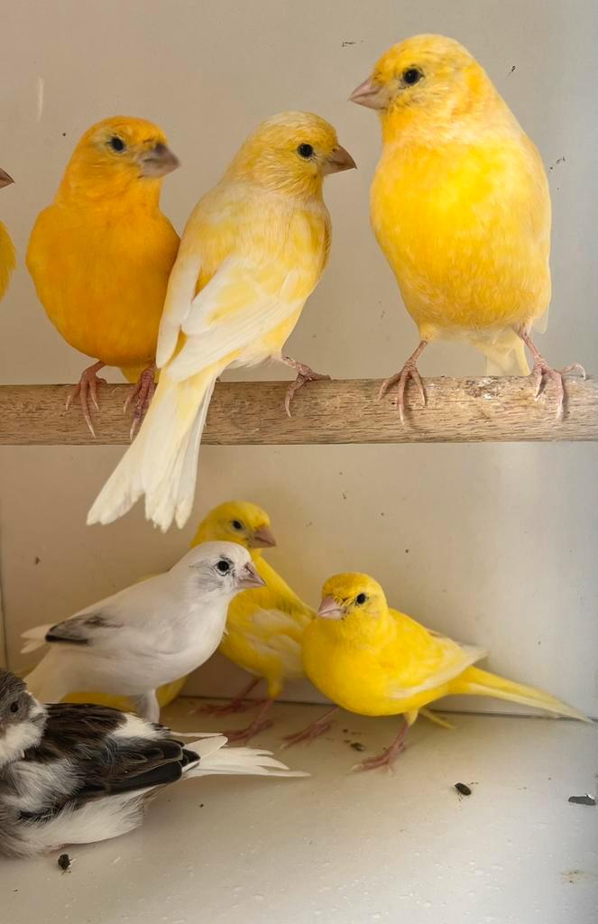 Kanarie, kanaries., Dieren en Toebehoren, Vogels | Kanaries