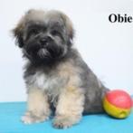 Obie, Lhasa Apso reutje te koop (Belgische pup), Dieren en Toebehoren, België, 15 weken tot 1 jaar, CDV (hondenziekte), Eén hond