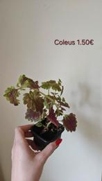 Coleus, Enlèvement, Été, Plein soleil, Moins de 100 cm