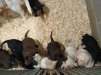 Labrador pups zwart/bruin/blond, België, Fokker | Hobbymatig, 8 tot 15 weken, Labrador retriever