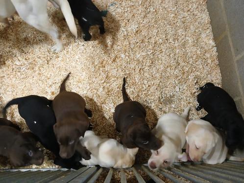 Labrador pups zwart/bruin/blond, Dieren en Toebehoren, Honden | Retrievers, Spaniëls en Waterhonden, Meerdere dieren, Labrador retriever