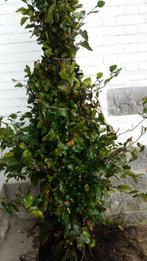 haagplanten,fagus, sylvatica,carpinus betulus,taxus,ligustru, Haag, Haagbeuk, Ophalen