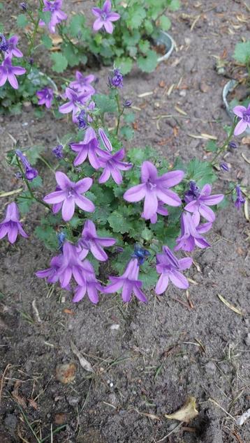 campanula - dalmatiëklokje beschikbaar voor biedingen