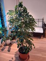 2 Grote kamerplanten te koop, Enlèvement