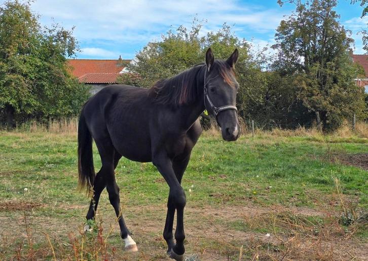 2-jarige zwarte hengst te koop, Dieren en Toebehoren, Paarden, Hengst, Onbeleerd, 165 tot 170 cm, 0 tot 2 jaar, Springpaard, Met stamboom