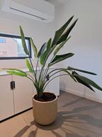 Paparijsvogelplant te koop., Huis en Inrichting, Kamerplanten, Ophalen