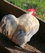 Eieren Cochin kriel 40 stuks € 8, Dieren en Toebehoren, Pluimvee