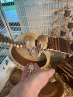 Leuke stekelmuizen te koop, Meerdere dieren, Muis