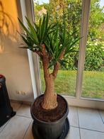 Prachtige yucca te koop., Tuin en Terras, Ophalen