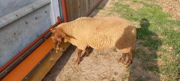 Ardense voskop ram lam