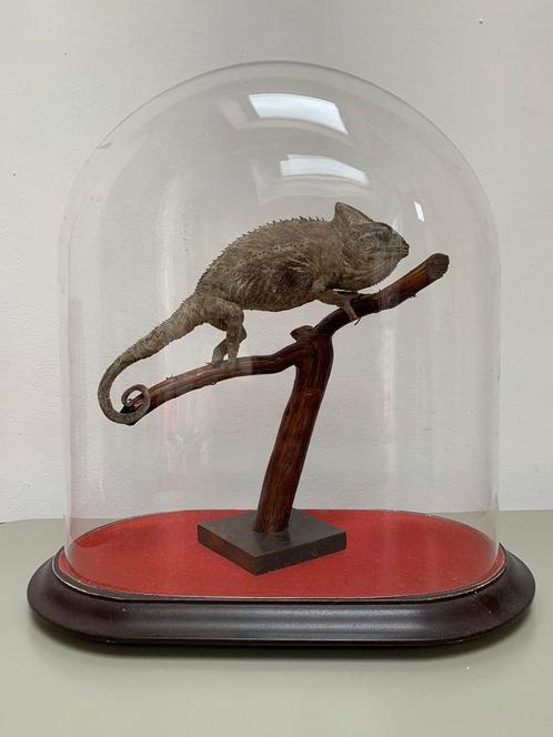 Opgezette kameleon onder stolp, Verzamelen, Dierenverzamelingen, Gebruikt, Opgezet dier, Reptiel of Amfibie, Ophalen