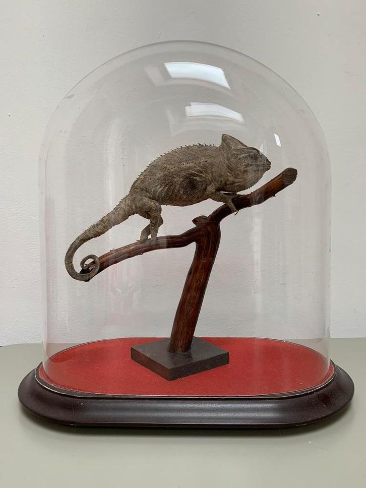 Opgezette kameleon onder stolp, Verzamelen, Dierenverzamelingen, Gebruikt, Opgezet dier, Reptiel of Amfibie, Ophalen