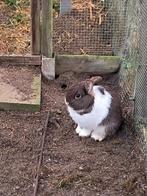 Jeune homme lapin nain, Mâle, Taille moyenne, 0 à 2 ans
