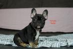 French Bulldog (ouders aanwezig), Dieren en Toebehoren, België, Particulier, CDV (hondenziekte), 8 tot 15 weken