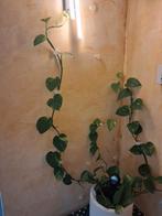 Epriprenium aurea ou potos golden, Enlèvement ou Envoi