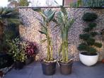 Canna Stuttgart, Tuin en Terras, Ophalen, Vaste plant