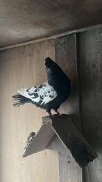 Pigeon iranien, Animaux & Accessoires, Oiseaux | Pigeons