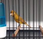 Raza cinnamon gezocht/ruilen, Dieren en Toebehoren, Vogels | Kanaries, Postuurkanarie