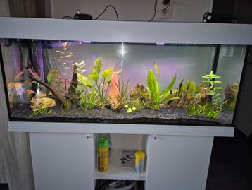 Aquarium de 260 litres avec meuble  disponible aux enchères