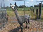 ALPACA hengsten ter DEKKING, Dieren en Toebehoren, Overige Dieren, December, Mannelijk