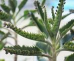 Mooie Mother of Thousands-Planten in ruime potten : 5€/stuk, Huis en Inrichting, Vetplant, Ophalen of Verzenden, In pot, Minder dan 100 cm
