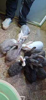 Vlaamse reusjes, Dieren en Toebehoren, Konijnen, Meerdere dieren, Groot, 0 tot 2 jaar