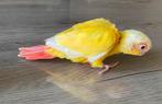 CONURE PYRRHURA LUTINO APPRIVOISER EAM, Dieren en Toebehoren, Vogels | Parkieten en Papegaaien, Vrouwelijk, Papegaai, Pratend