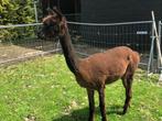 Mooie Lieve alpaca Merrie, Dieren en Toebehoren, Vrouwelijk