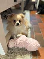 Lieve joy zoekt een gouden mandje, Dieren en Toebehoren, België, Particulier, Overige rassen, 1 tot 2 jaar