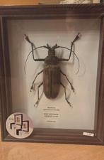 Xixurthrus microcerus lunicollis, Verzamelen, Ophalen, Zo goed als nieuw, Insect