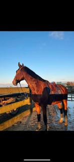 Tapis de selle harcour, Animaux & Accessoires, Enlèvement ou Envoi