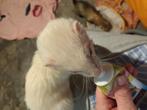 Fretjes, Dieren en Toebehoren, Knaagdieren, Fret, Mannelijk, Tam, September